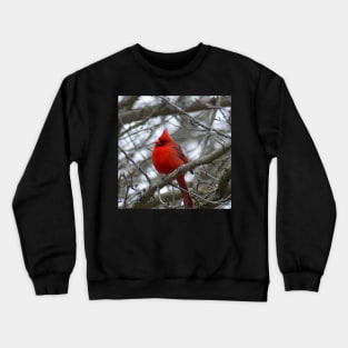 Winter Cardinal Photography Art Beautiful Heaven Sent Messenger Male Red Cardinal Crewneck Sweatshirt